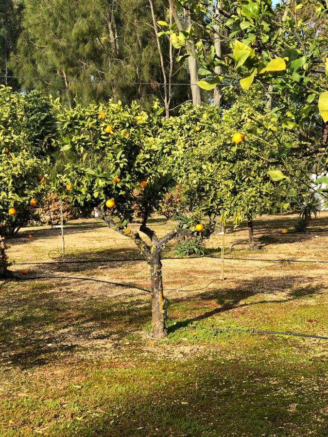 Quinta Verde Albufeira Eksteriør billede